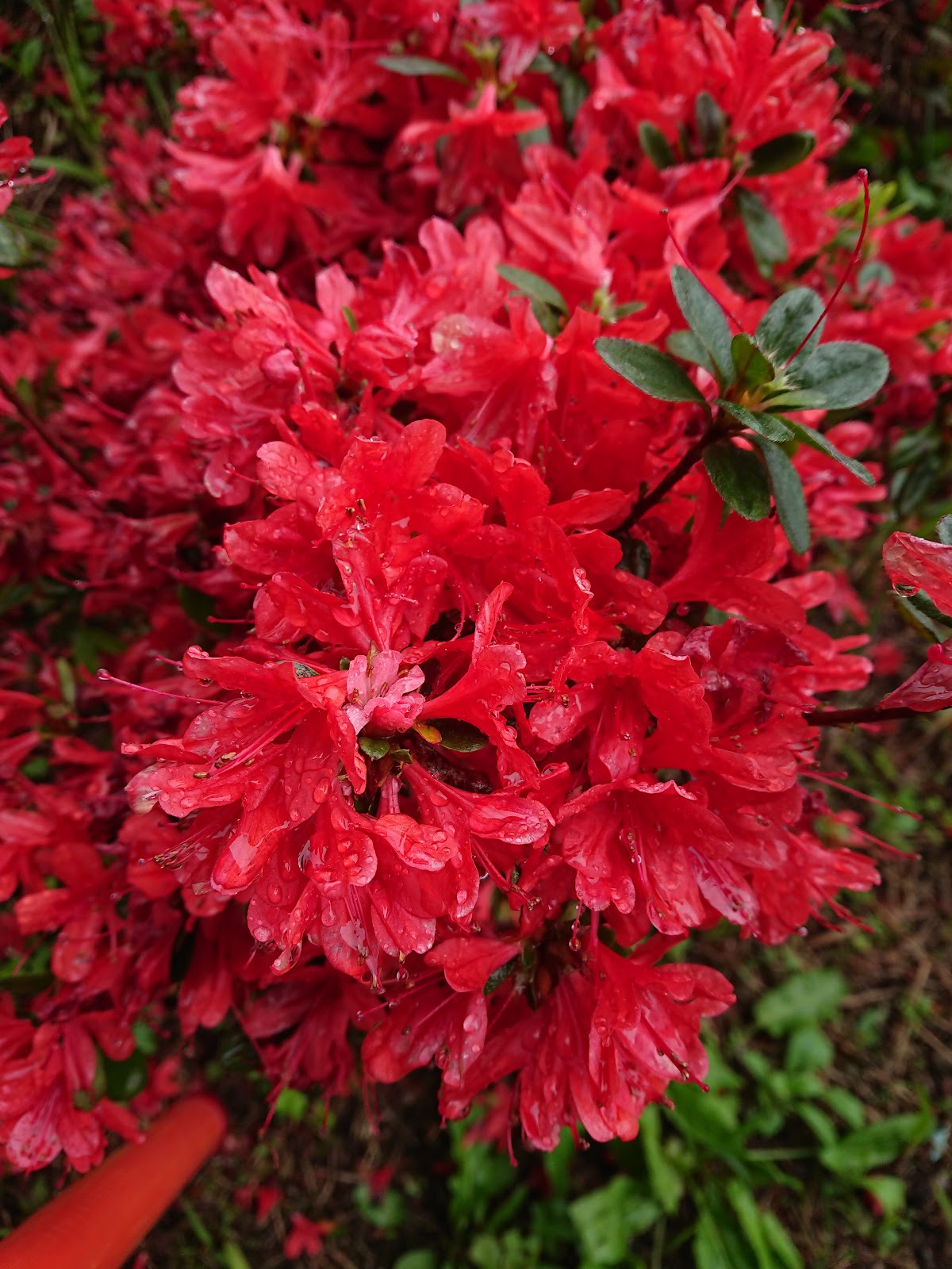 Kirishima (Kagoshima Prefecture)
