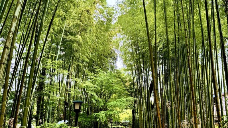 修善寺温泉「竹林の小径」と「修禅寺」
