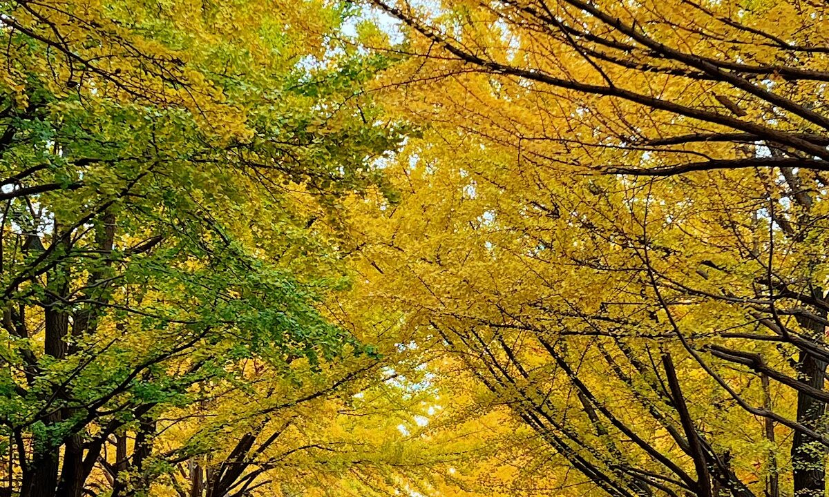 Hokkaido University Ginkgo Avenue Hokkaido