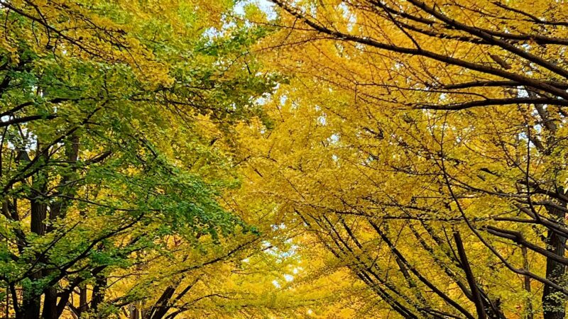 北大イチョウ並木 北海道