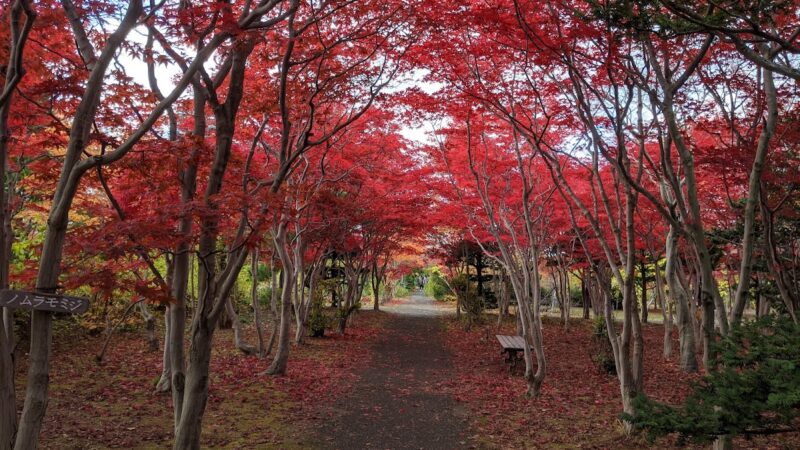 平岡樹芸センター 北海道