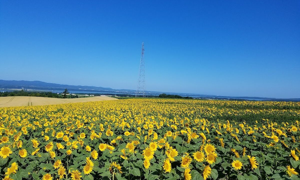 Asahigaoka Park Hokkaido