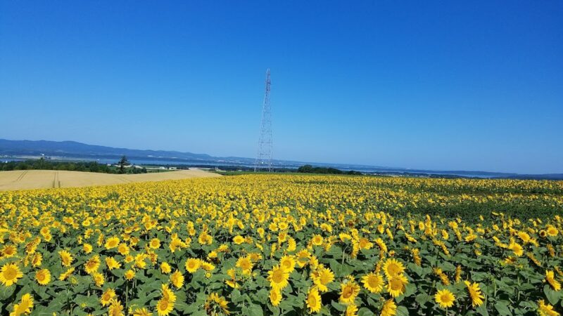 朝日ヶ丘公園 北海道