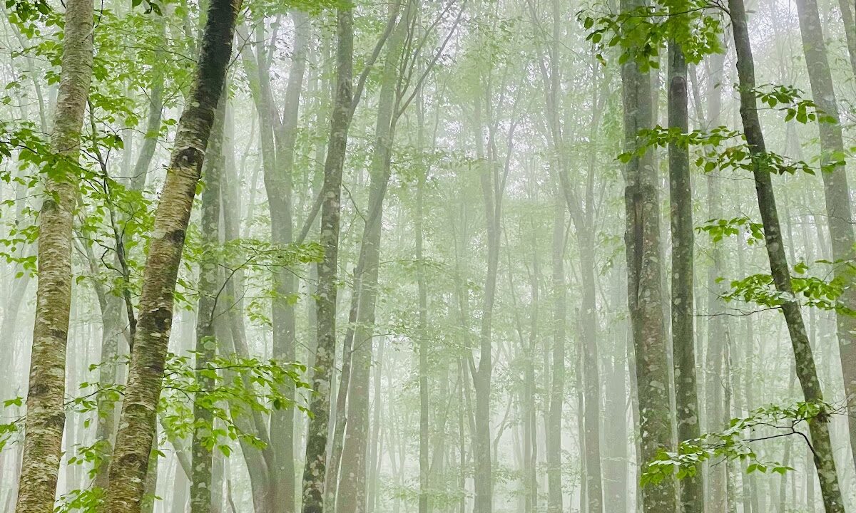 Appi Plateau Beech Secondary Forest, Iwate Prefecture