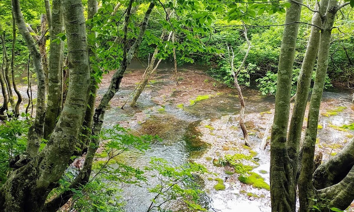 狮子鼻湿地 秋田县