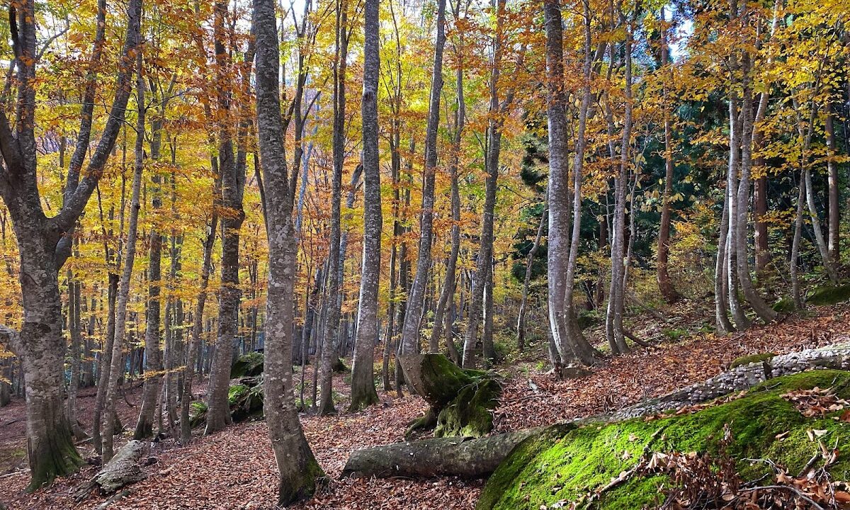 Shirakami Mountains Takadai Natural Observation Educational Forest