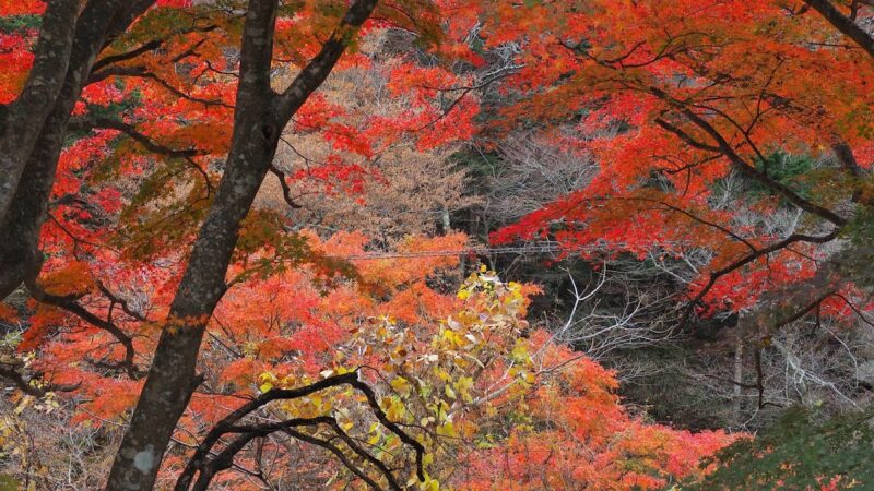 夏井川渓谷 福島県