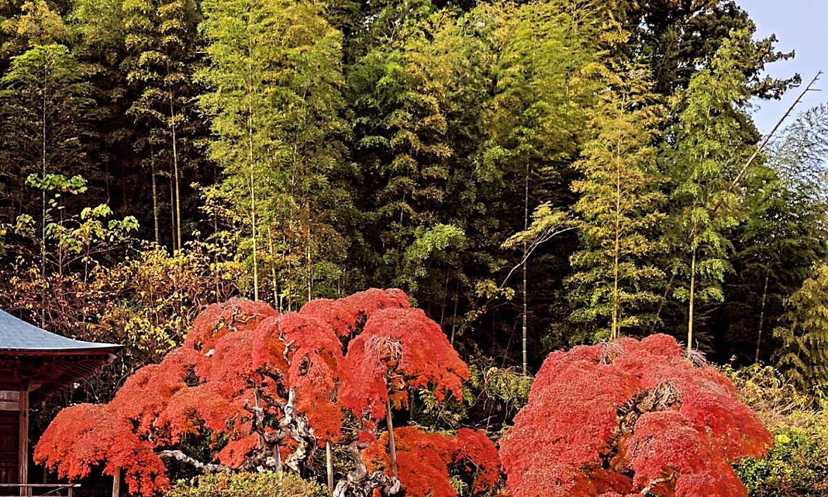 Nakakamado Weeping Japanese Maple – A Nationally Designated Natural Monument in Iwaki City, Fukushima Prefecture