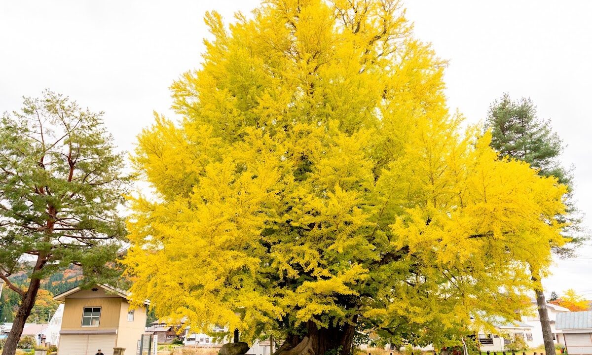 Furumachiの Big Ginkgo Tree Fukushima Prefecture