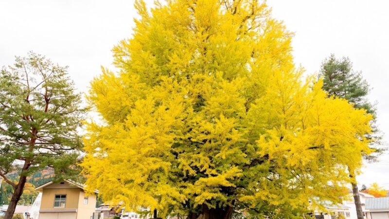 古町の大イチョウ 福島県