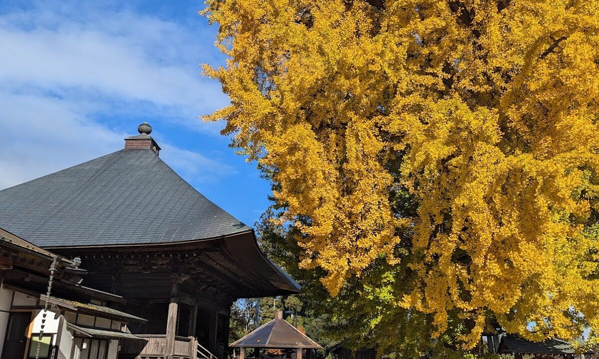 薬王寺薬師堂の大いちょう 福島県