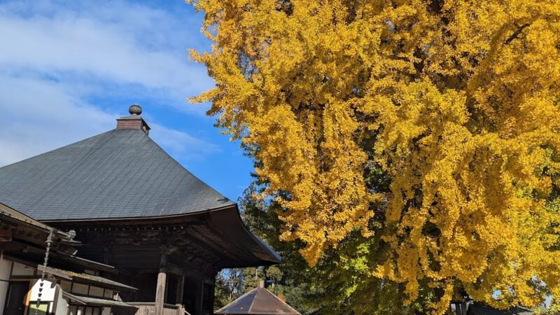 薬王寺薬師堂の大いちょう 福島県