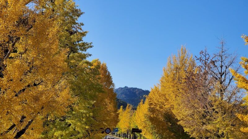 甲州街道いちょう並木(東京都八王子市)