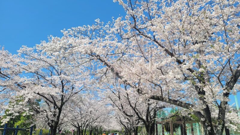 陵南公園 東京都