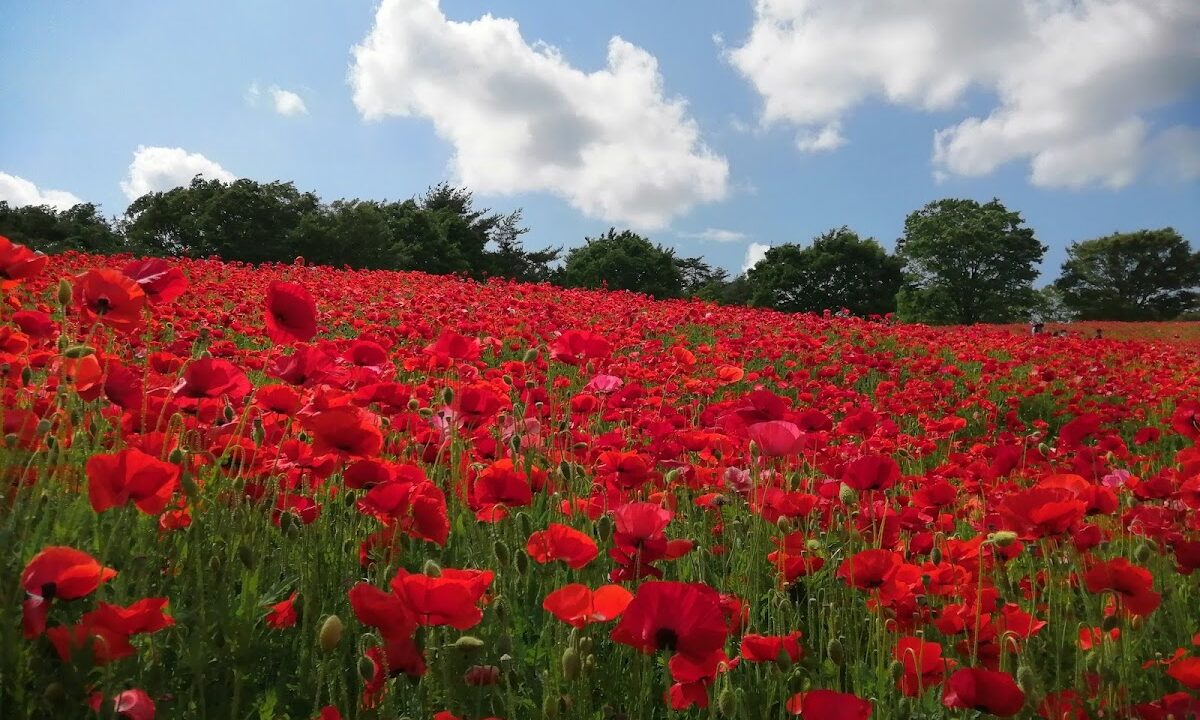 国営昭和記念公園 東京都