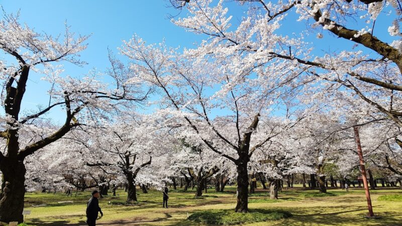 小金井公園 東京都