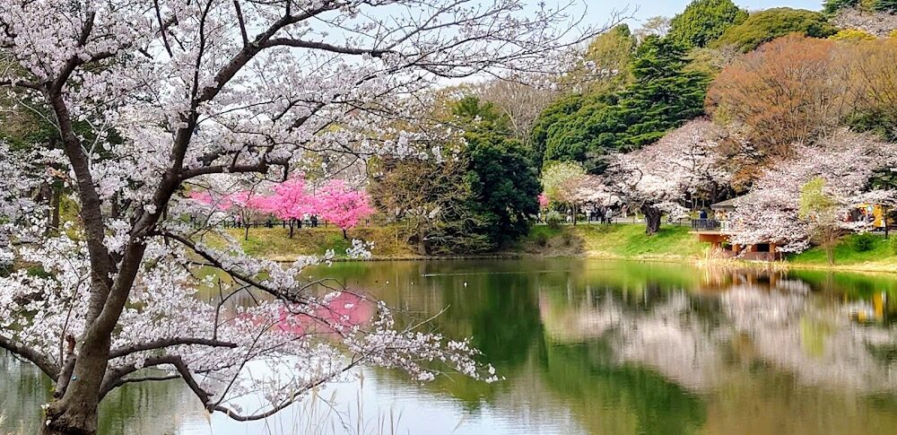 県立三ツ池公園（神奈川県）