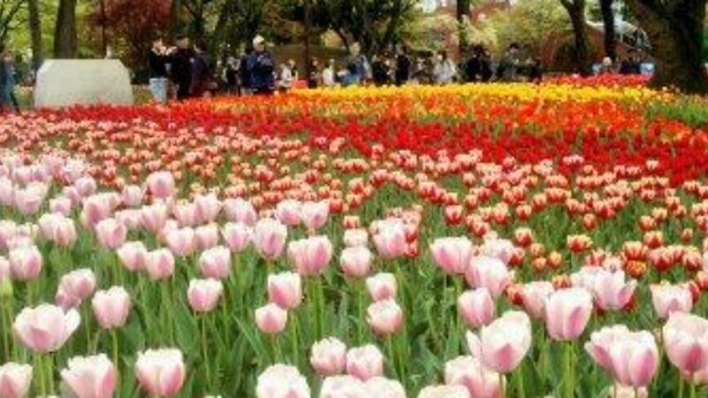 横浜公園（神奈川県）
