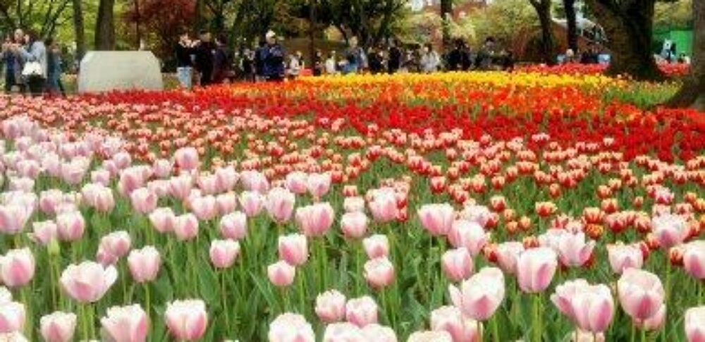 横浜公園（神奈川県）