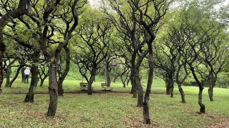保土ケ谷公園（神奈川県）