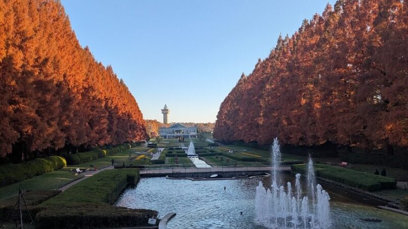 神奈川県立相模原公園 メタセコイア並木の紅葉