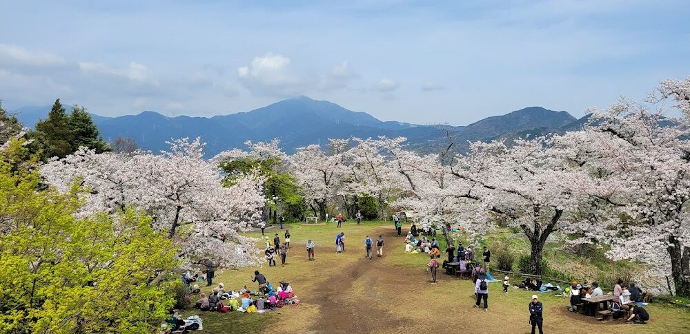弘法山公园（神奈川县）