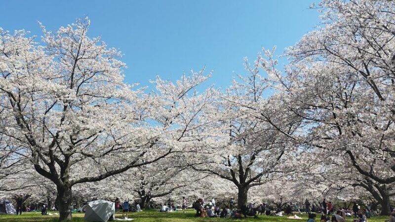 青葉の森公園（千葉県）
