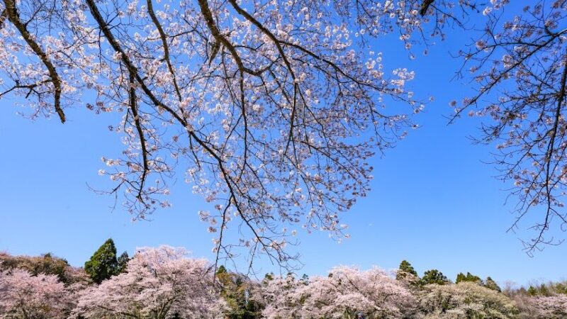 泉自然公園（千葉県）