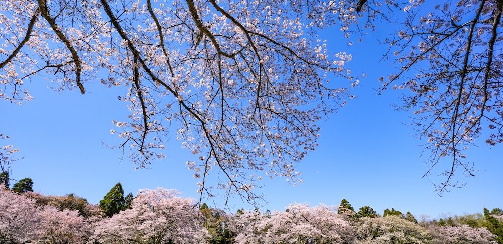泉自然公園（千葉県）