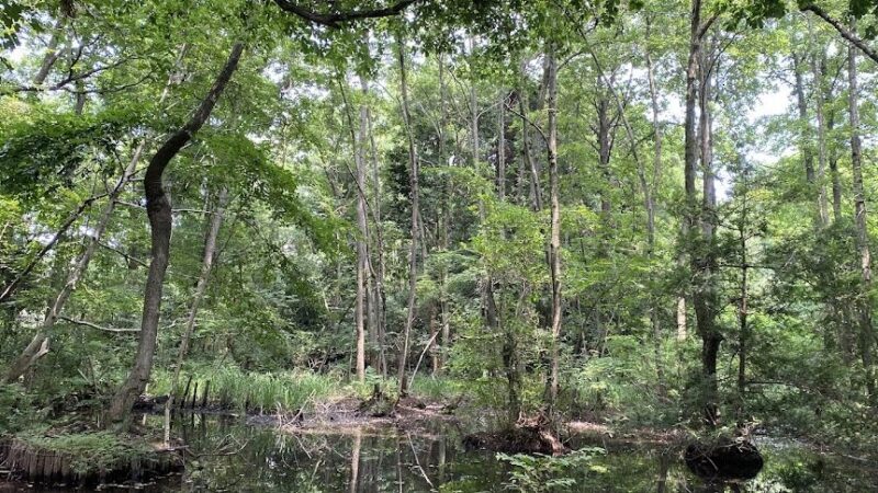 こんぶくろ池自然博物公園（千葉県）
