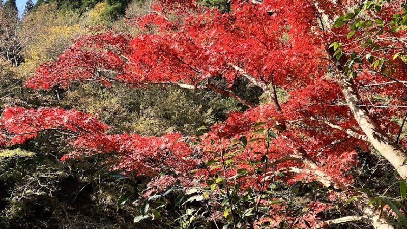 七里川渓谷（千葉県）