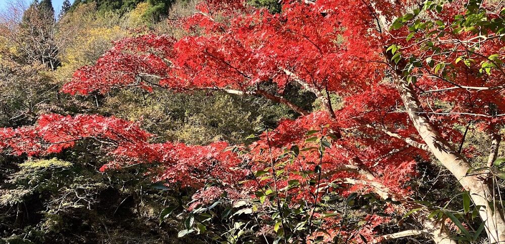 七里川渓谷（千葉県）