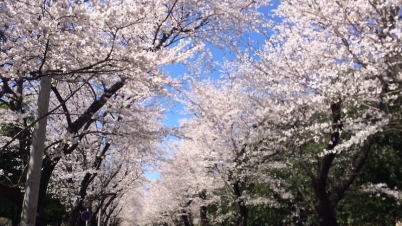 埼玉県営和光樹林公園（埼玉県）