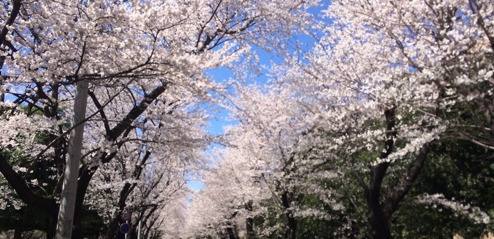 埼玉県営和光樹林公園（埼玉県）