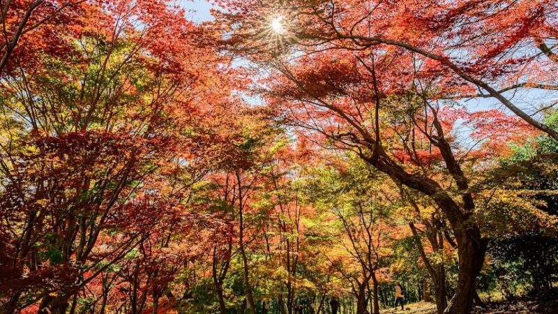 紅葉山公園（群馬県）