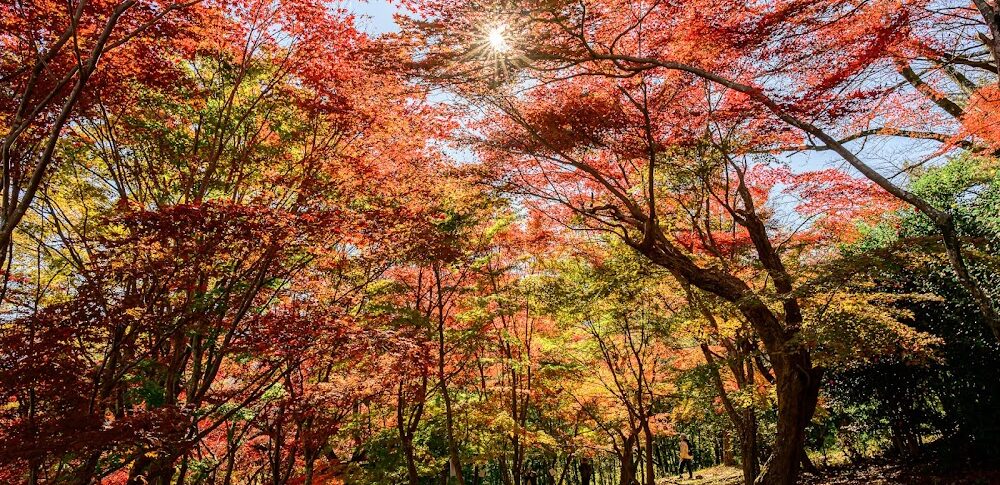홍엽산공원（군마현）