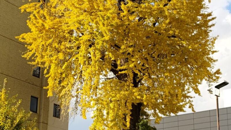 旭町の大イチョウ（栃木県）