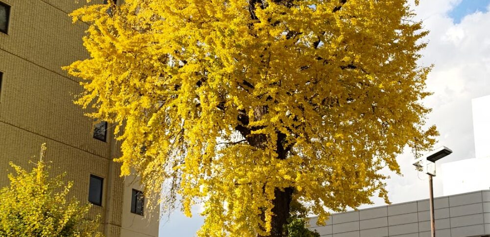 旭町の大イチョウ（栃木県）