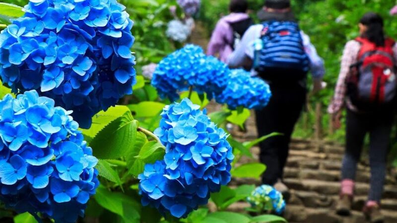 太平山（栃木県）