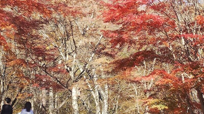 日塩もみじライン