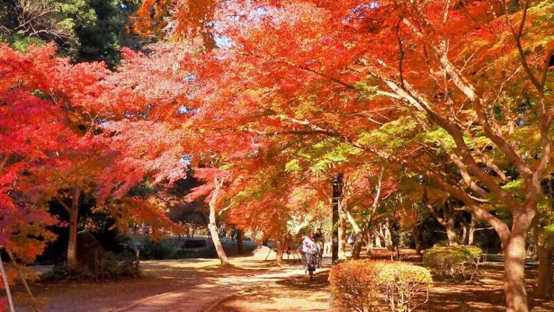偕楽園 もみじ谷の紅葉