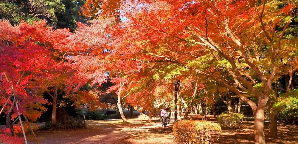 偕楽園 もみじ谷の紅葉