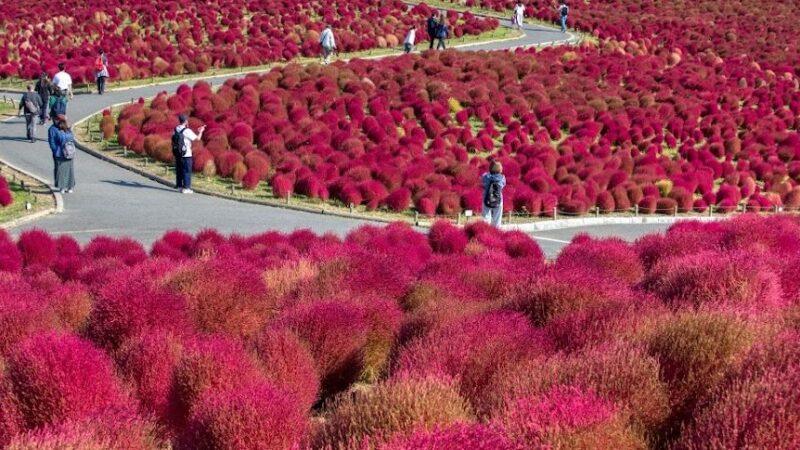 国営ひたち海浜公園 みはらしの丘のコキア