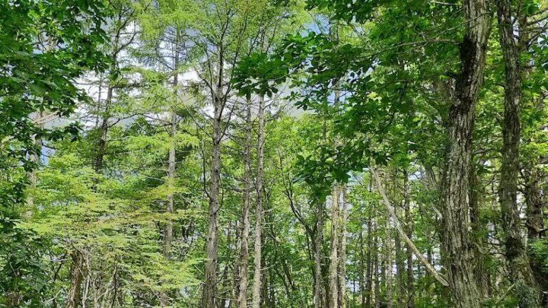 白樺高原・蓼科山