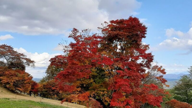 大峰高原七色大カエデ（長野県）