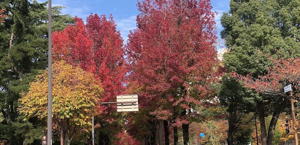 Maple Avenue, America (Ishikawa Prefecture)