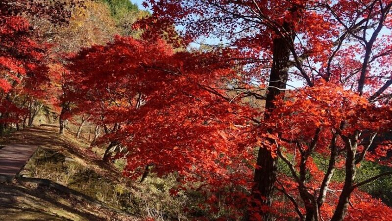 タカドヤ湿地（愛知県豊田市）