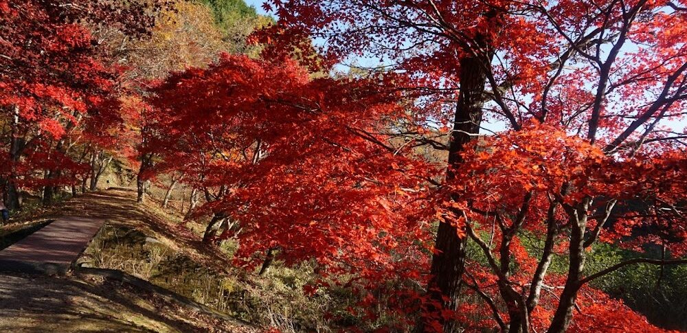 タカドヤ湿地（愛知県豊田市）