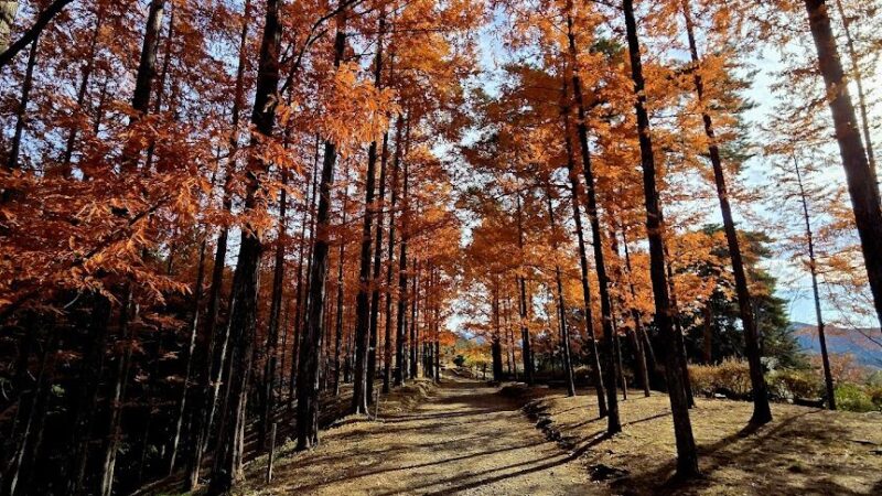 めい想の森（岐阜県八百津町）