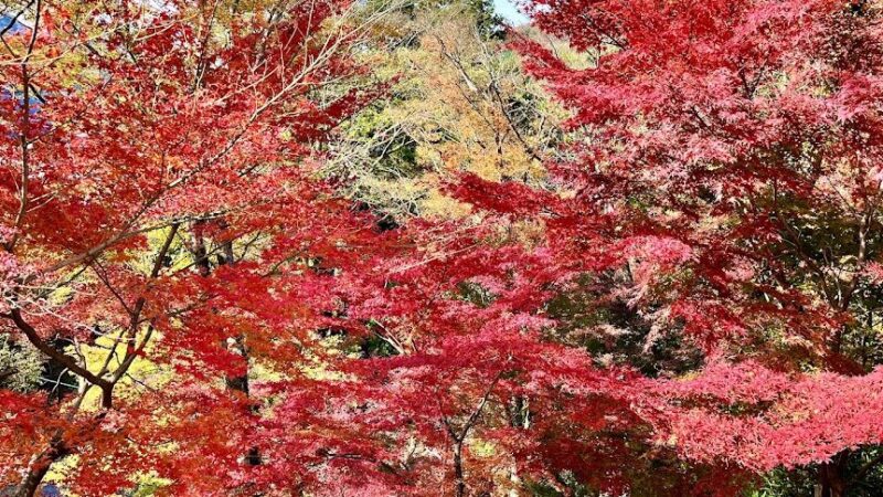 宮妻峡・水沢もみじ谷